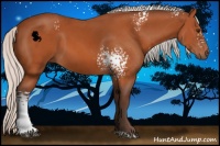 Horse Color:White Spotted Silver Bay 
