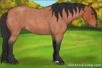 Horse Color:Bay Roan Rabicano 
