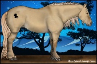 Horse Color:Chocolate Palomino Dun 