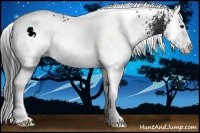 Horse Color:White Spotted Brown Splash 