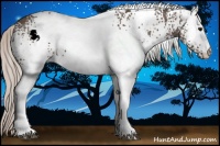 Horse Color:White Spotted Silver Black