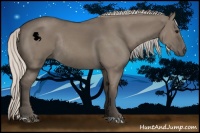 Horse Color:Silver Grullo Rabicano 