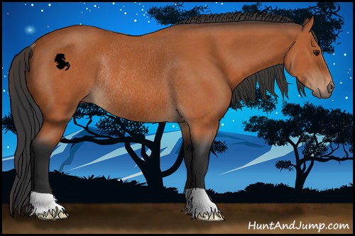 Horse Color:Bay Rabicano