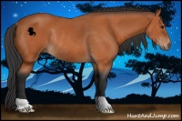 Horse Color:Bay Rabicano 