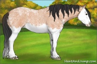Horse Color:Bay Ice Roan Splash 