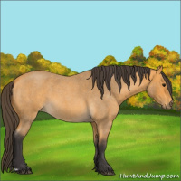 Horse Color:Buckskin Roan 