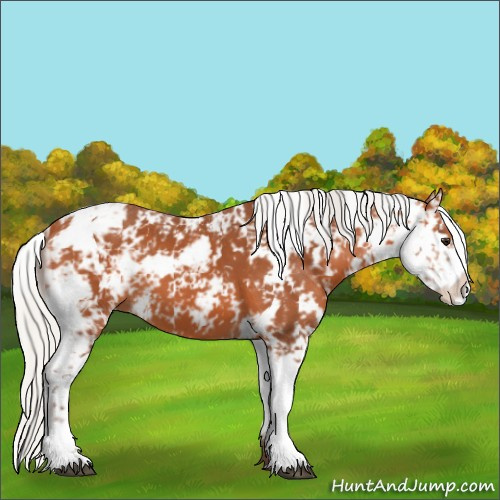 Horse Color:Silver Bay Sabino 