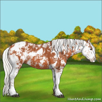 Horse Color:Silver Bay Sabino 