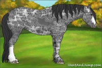 Horse Color:Black Ice 