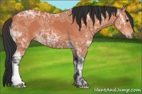 Horse Color:Bay Ice 