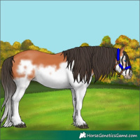 Horse Color:Bay Splash Frame 