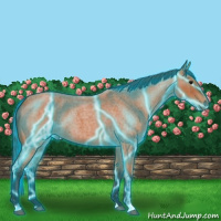 Horse Color:Thunderstruck Bay Roan 