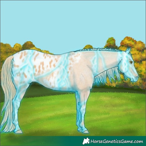 Horse Color:Thunderstruck Gold Champagne Appaloosa 