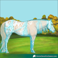 Horse Color:Thunderstruck Gold Champagne Appaloosa 