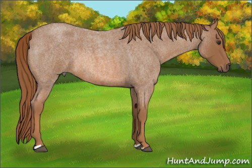 Horse Color:Red Roan Rabicano 