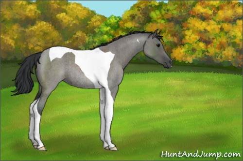 Horse Color:Grullo Roan Tobiano Rabicano 