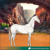 Horse Color:Buckskin Roan Pearl Appaloosa