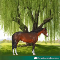 Horse Color:Brown 