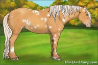 Horse Color:White Spotted Silver Sable Cream Champagne Rabicano