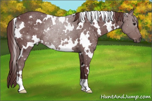 Horse Color:White Spotted Chocolate Smoky Black Rabicano 