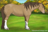 Horse Color:Classic Cream Champagne