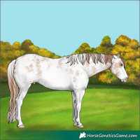 Horse Color:Brown Pearl Sabino Appaloosa 