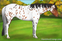 Horse Color:Bay Sabino Tobiano Appaloosa 