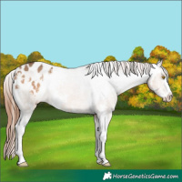 Horse Color:Bay Dun Sabino Appaloosa