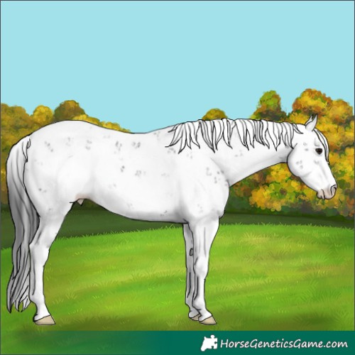 Horse Color:Black Sabino Rabicano 