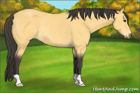 Horse Color:Buckskin Rabicano 