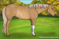 Horse Color:Palomino Rabicano 