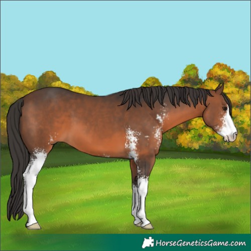 Horse Color:Brown Sabino 
