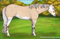 Horse Color:Silver Bay Dun Splash 