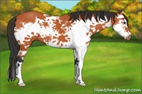 Horse Color:Bay Splash Frame 