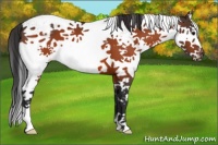 Horse Color:White Spotted Bay Splash Appaloosa 