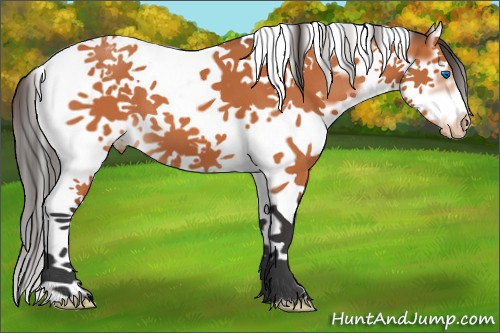 Horse Color:Bay Splash Tobiano Frame Appaloosa 