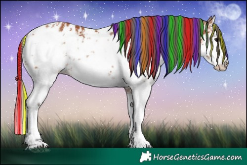 Horse Color:Painted White Spotted Bay Sabino Appaloosa 