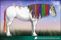 Horse Color:Painted White Spotted Bay Sabino Appaloosa