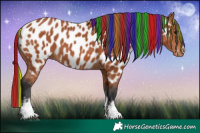 Horse Color:Painted White Spotted Bay Sabino Appaloosa 
