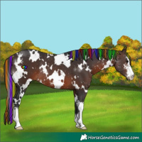 Horse Color:Painted White Spotted Brown Sabino Rabicano 