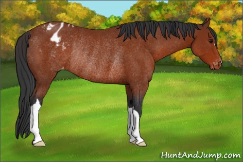 Horse Color:Bay Appaloosa Rabicano 
