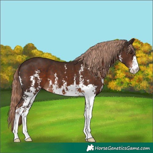 Horse Color:Liver Chestnut Sabino 