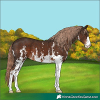 Horse Color:Liver Chestnut Sabino 