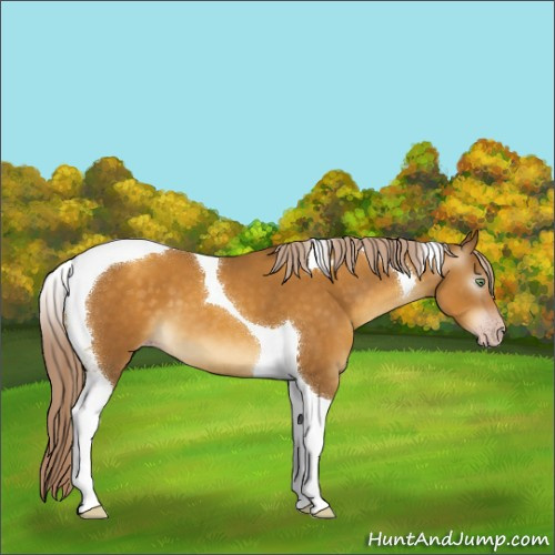 Horse Color:Gray Gold Cream Champagne Tobiano
