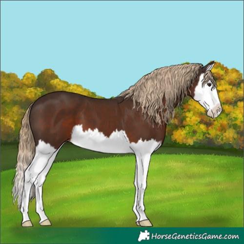 Horse Color:Liver Chestnut Sabino Splash 