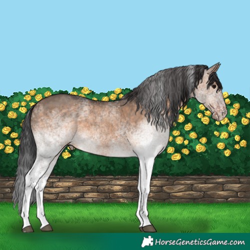 Horse Color:White Spotted Brown Dun 