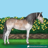 Horse Color:White Spotted Brown Dun
