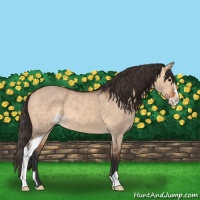 Horse Color:Bay Dun Sabino 