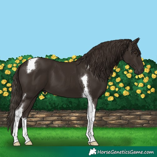Horse Color:Liver Chestnut Tobiano 