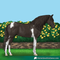 Horse Color:Liver Chestnut Tobiano 